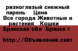 разноглазый снежный парень. › Цена ­ 10 000 - Все города Животные и растения » Кошки   . Брянская обл.,Брянск г.